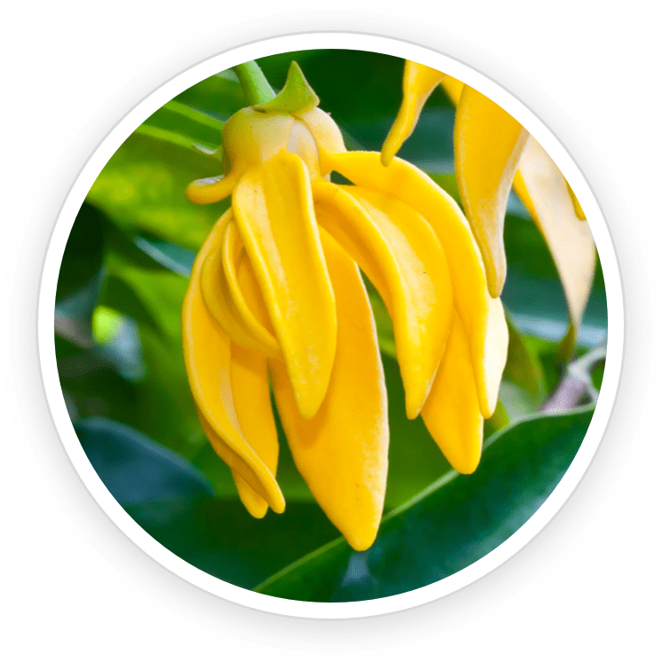 FoliPrime™  Ingredients Ylang Ylang Essential Oil